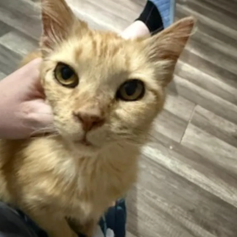 Honey Bun thumbnail 3