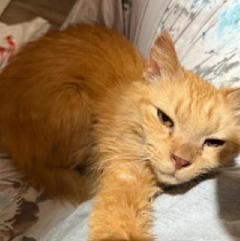 Honey Bun thumbnail 4