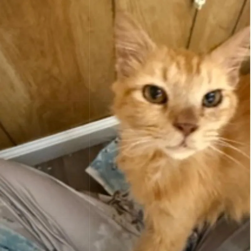 Honey Bun thumbnail 5