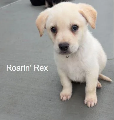 Roaring Rex thumbnail 3