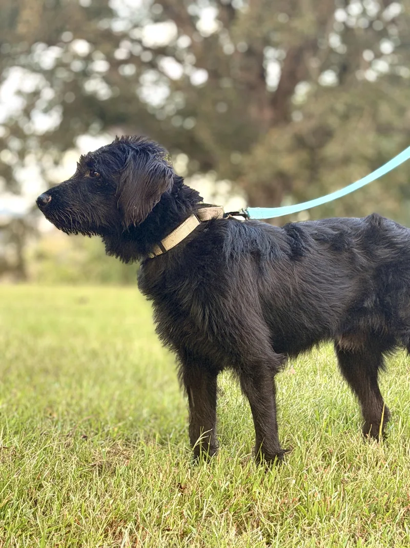 A young medium-sized male Black Goldendoodle dog named Bear for adoption in Gradyville, KY