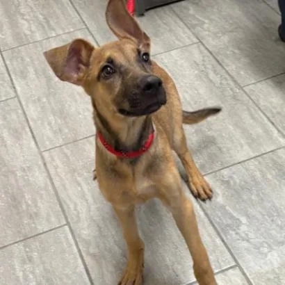 A baby small-sized female Yellow / Tan / Blond / Fawn German Shepherd Dog dog named Maybelle for adoption in Hawthorne, CA