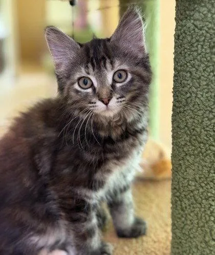 A young small-sized female Domestic Medium Hair cat named Natasha for adoption in Midland, VA
