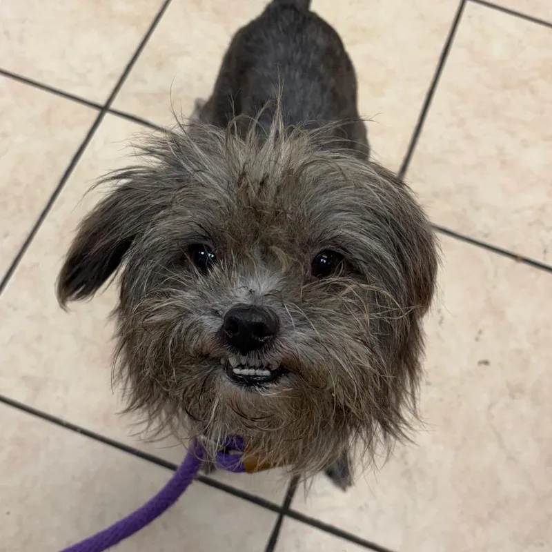 An adult small-sized female Terrier dog named Hula for adoption in Birmingham, AL