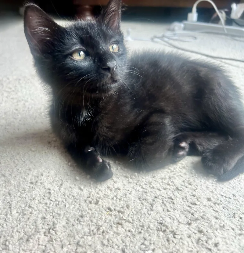 A baby small-sized male Black Domestic Short Hair cat named Toast for adoption in Portland, OR
