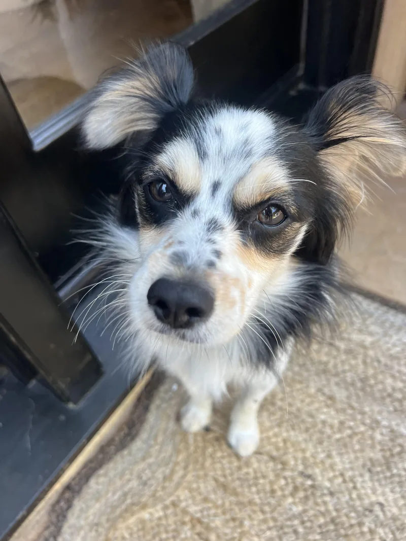 Nico