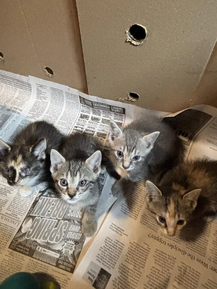 A baby medium-sized male Gray / Blue / Silver Domestic Short Hair cat named Cloudy for adoption in Salisbury, NC