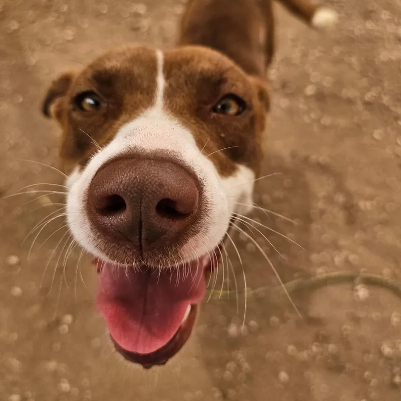 A young medium-sized female Brown / Chocolate Chocolate Labrador Retriever dog named Pink Panthress for adoption in Austin, TX