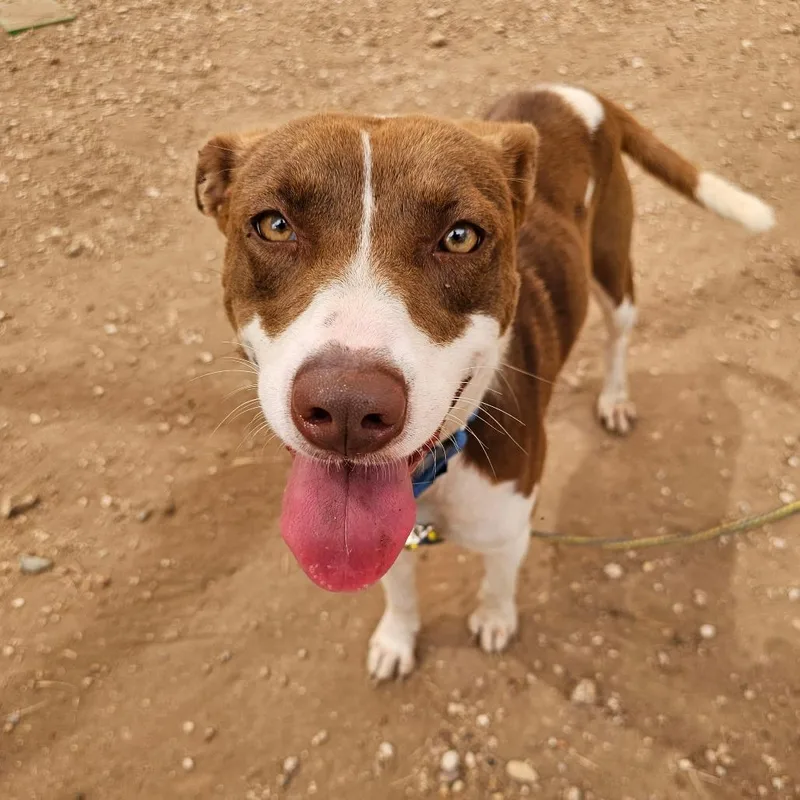 Pink Panthress thumbnail 4