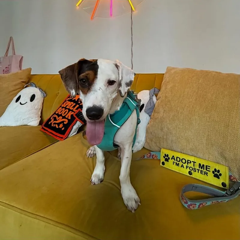 A young small-sized female Terrier dog named Lolli for adoption in Philadelphia, PA