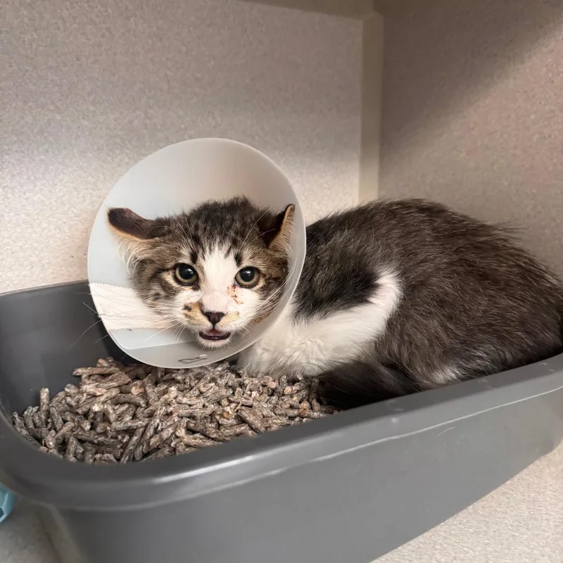 A baby medium-sized male Brown / Chocolate Domestic Long Hair cat named Little Foot for adoption in Long Beach, CA