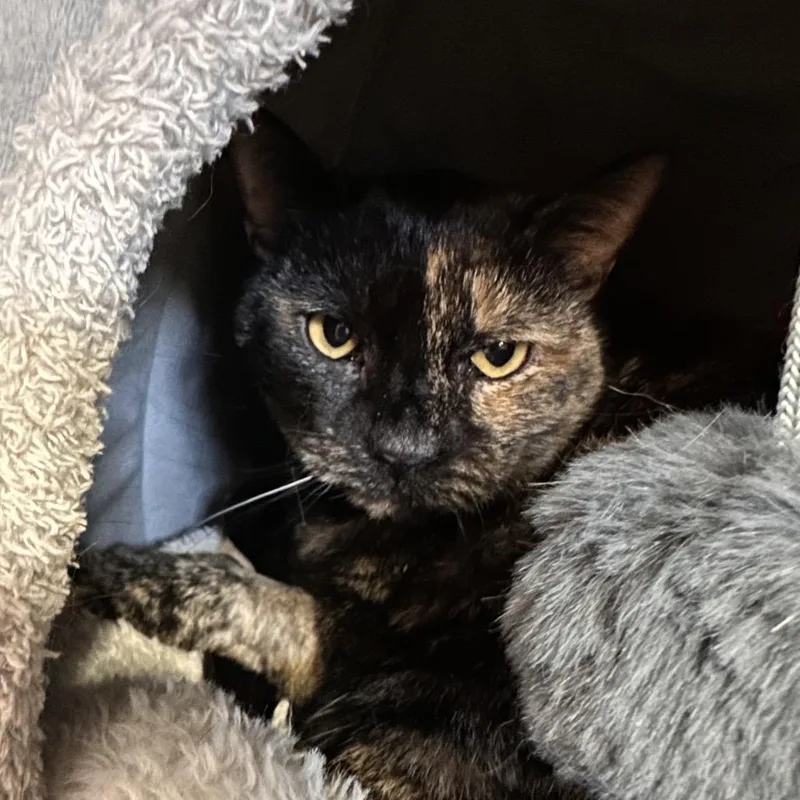 An adult large-sized female Domestic Short Hair cat named Rain for adoption in Sarasota, FL