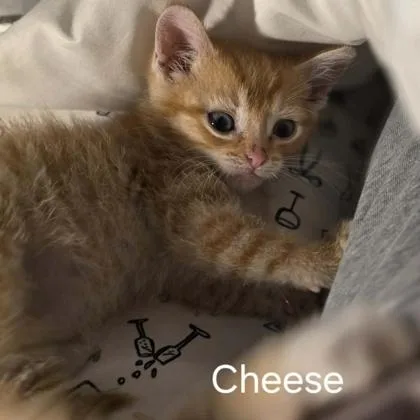 A baby small-sized male Domestic Short Hair cat named Cheese for adoption in Janesville, WI