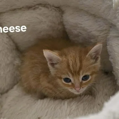 Cheese thumbnail 2