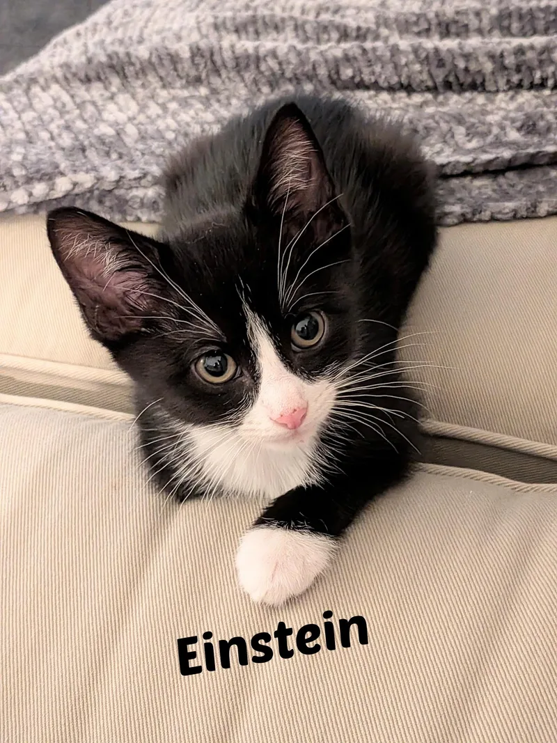 A baby medium-sized male Black & White / Tuxedo Domestic Short Hair cat named Einstein for adoption in Overland Park, KS