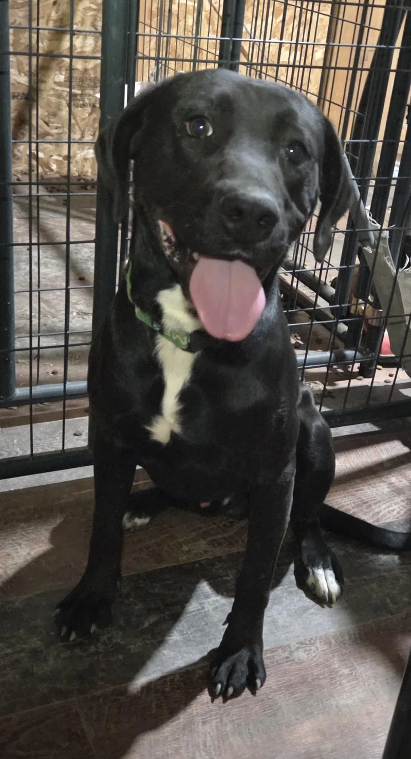 A young medium-sized male Black Labrador Retriever dog named Tank for adoption in Muncie, IN