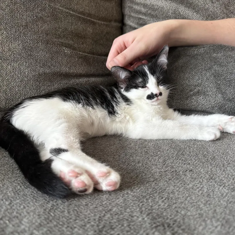 A baby small-sized female Black Domestic Short Hair cat named Ella Langley for adoption in Georgetown, KY