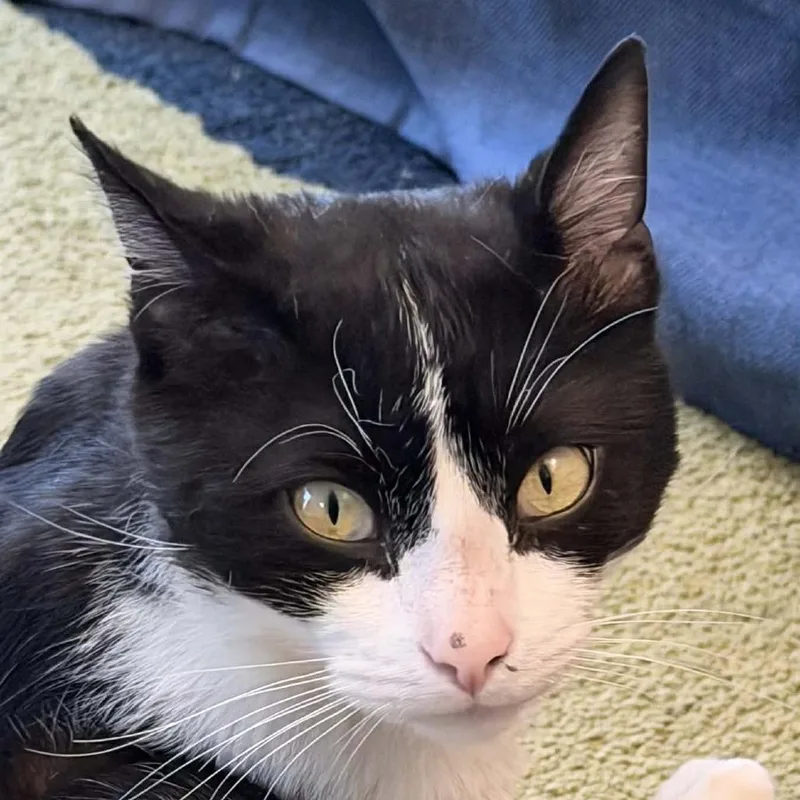 An adult small-sized male Black Domestic Short Hair cat named Chester for adoption in Shelbyville, IN