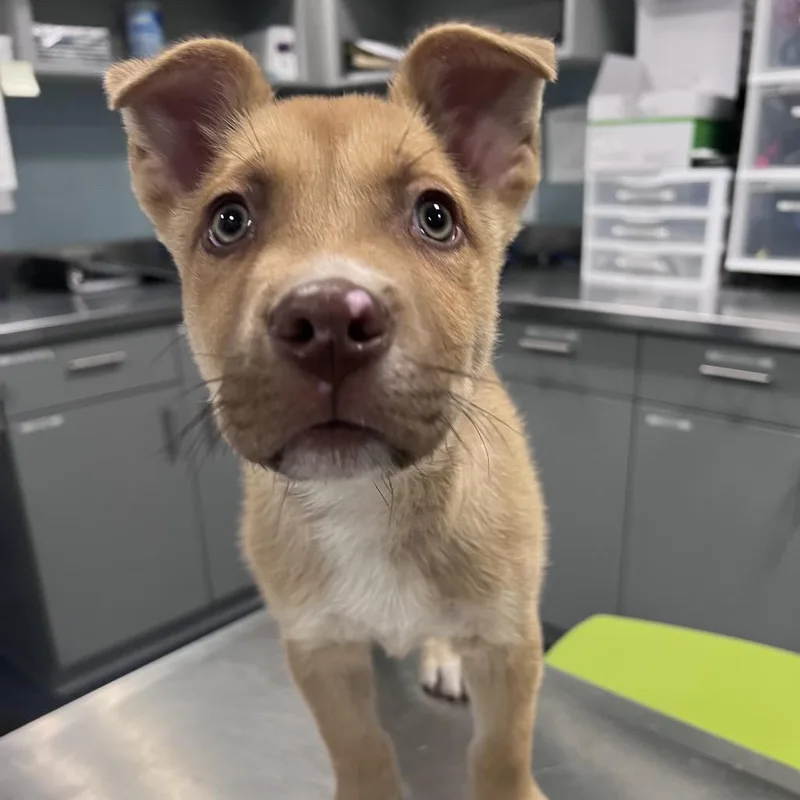 An adult medium-sized male Yellow / Tan / Blond / Fawn Shepherd dog named Charmy Bee for adoption in Greensboro, NC