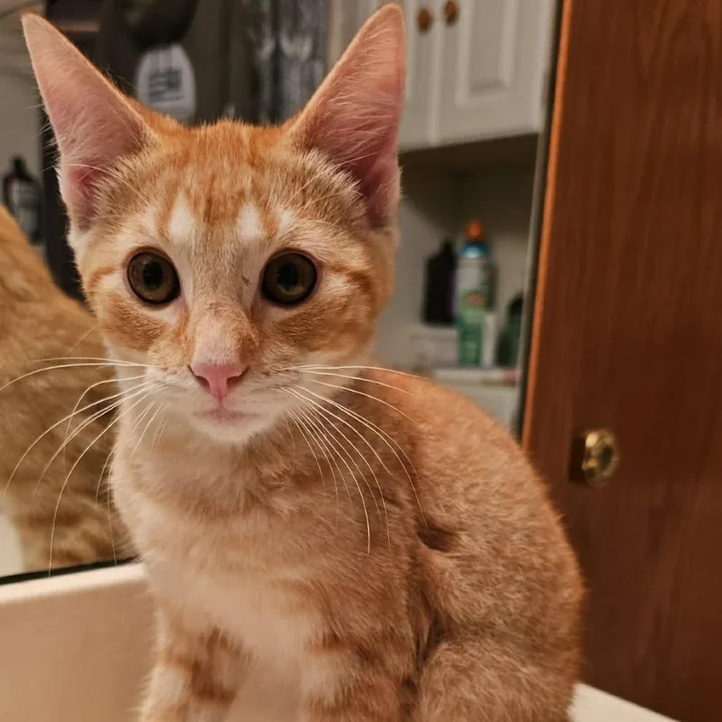 A baby small-sized male Orange / Red Domestic Short Hair cat named Toby C for adoption in Princeton, MN
