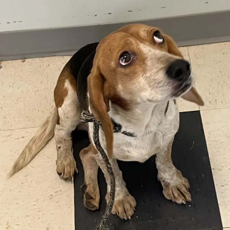 Wishbone thumbnail 2