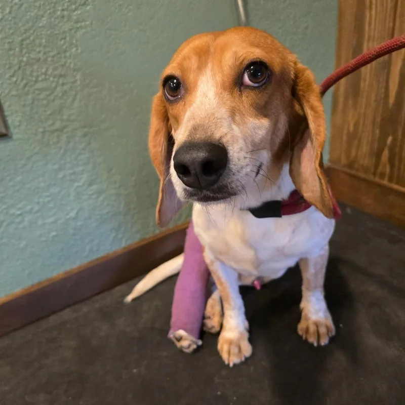 Wishbone thumbnail 3