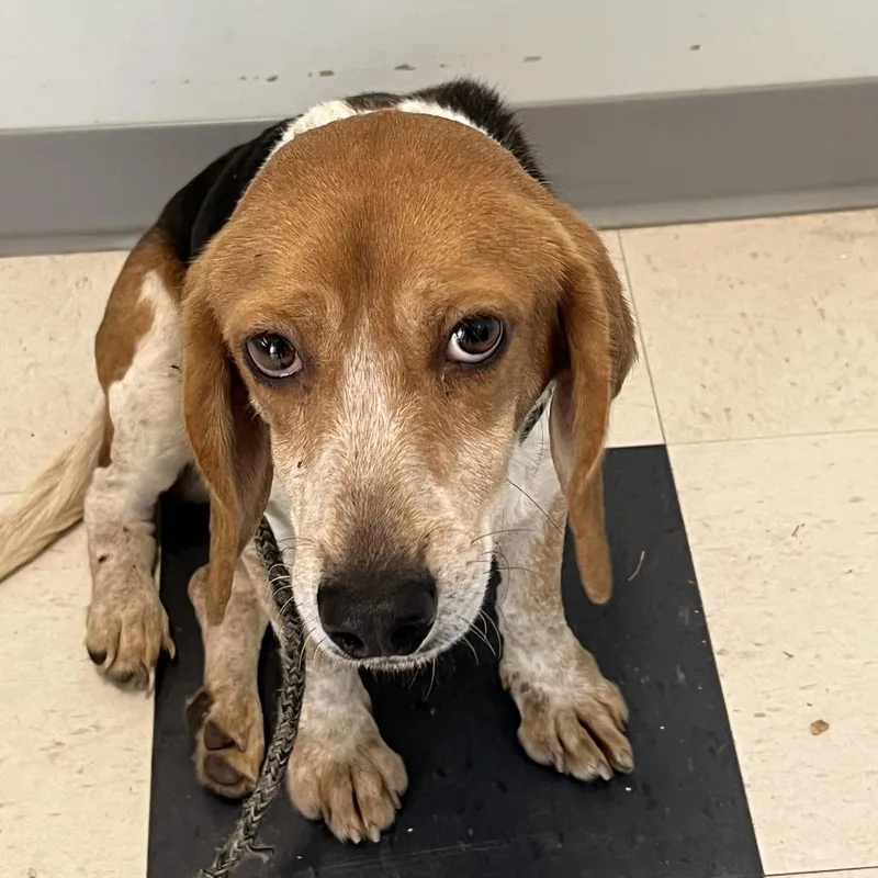 Wishbone thumbnail 4