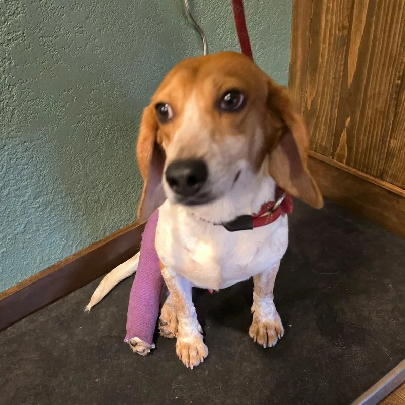 Wishbone thumbnail 5