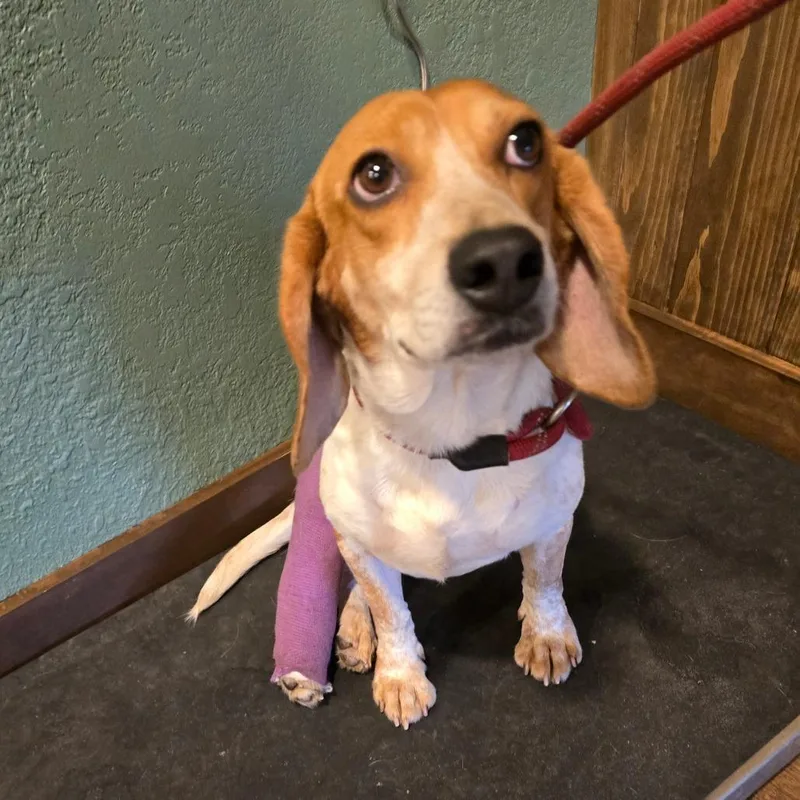 Wishbone thumbnail 6