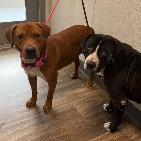 An adult large-sized male Pit Bull Terrier dog named Mosey for adoption in San Diego, CA