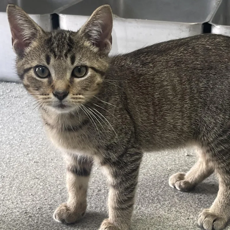 A baby small-sized male Tabby (Buff / Tan / Fawn) Domestic Short Hair cat named Sammy for adoption in New Philadelphia, OH