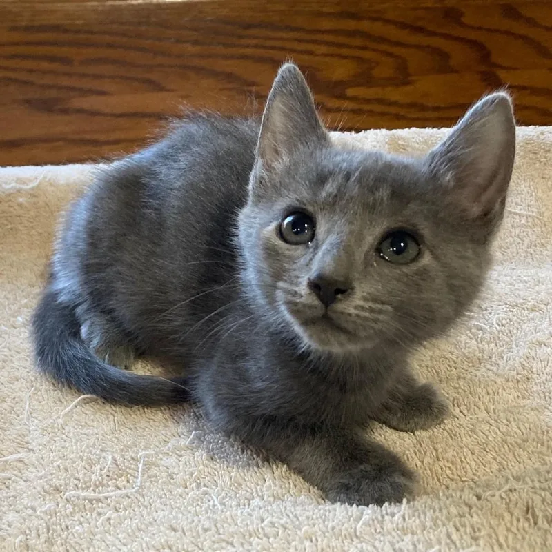 A baby medium-sized female Gray / Blue / Silver Domestic Short Hair cat named Meiisha for adoption in Watkinsville, GA