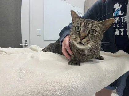 An adult small-sized female Brown / Chocolate Domestic Short Hair cat named Maria for adoption in Kansas City, MO