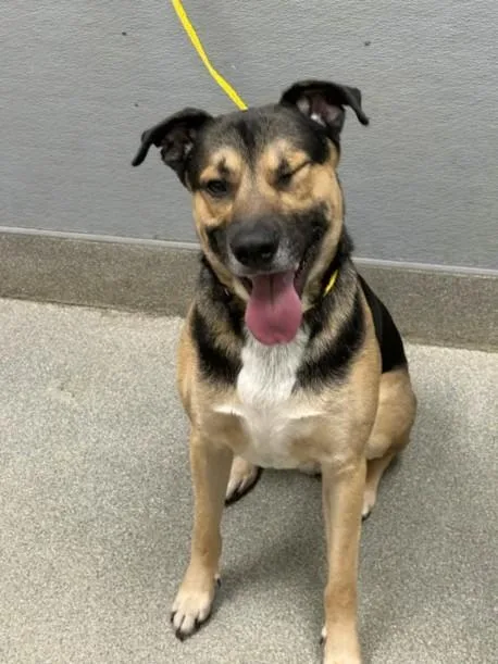A young large-sized male German Shepherd Dog dog named Chubbs for adoption in Las Vegas, NV