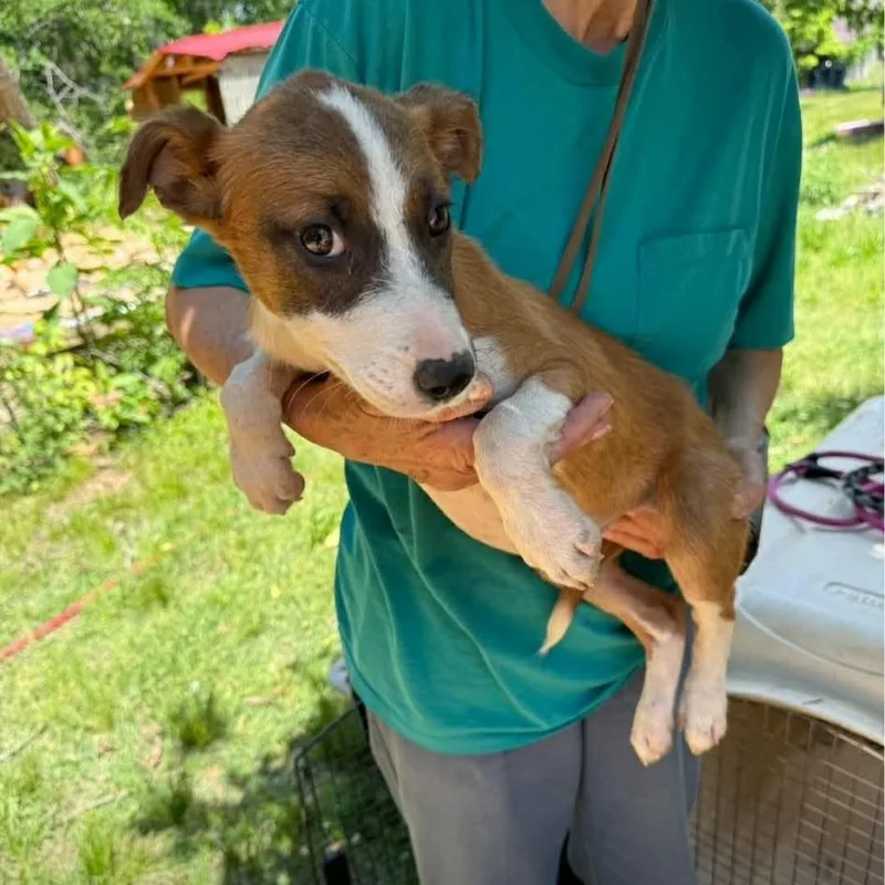 A baby small-sized female Yellow / Tan / Blond / Fawn Mixed Breed dog named Brittany Ann for adoption in Alexandria, VA