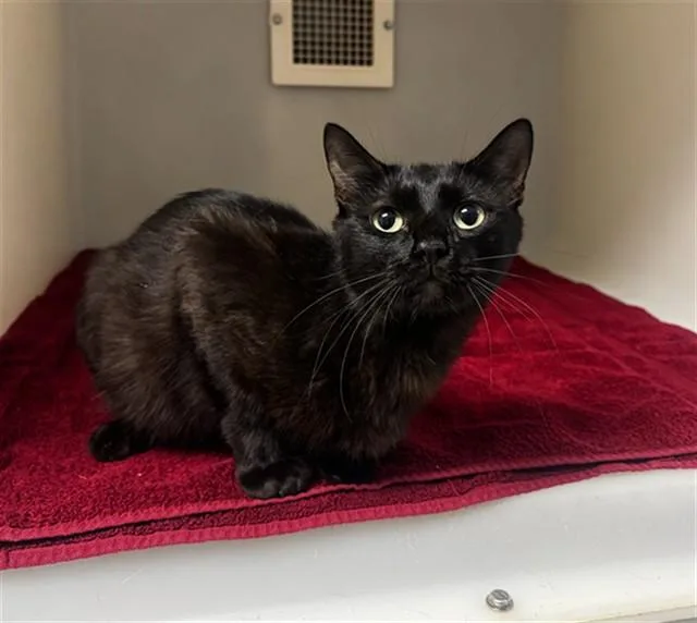 A young medium-sized male Domestic Short Hair cat named Giles for adoption in Statesville, NC