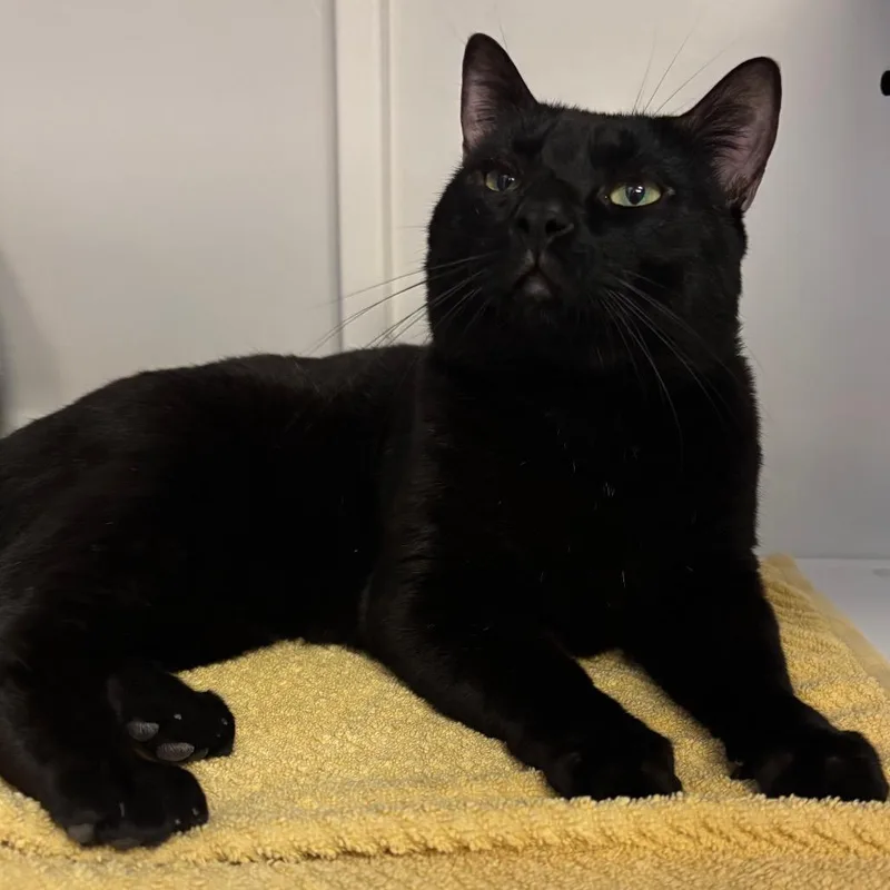 An adult large-sized male Domestic Short Hair cat named Brady for adoption in Sarasota, FL