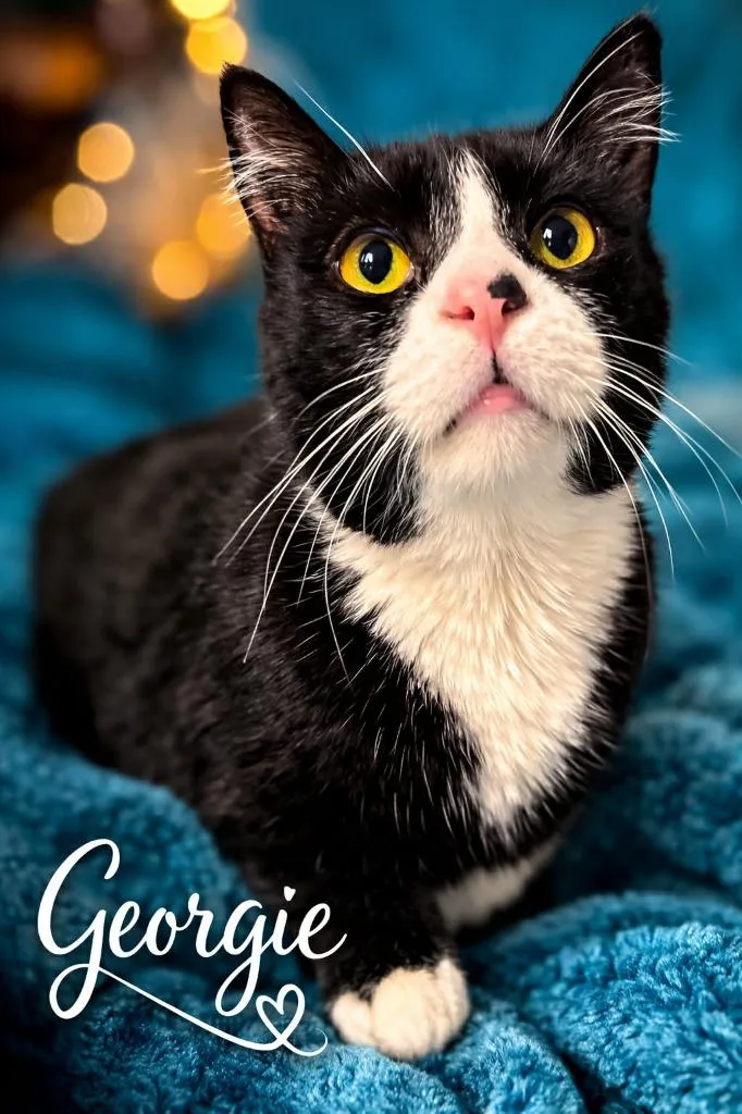Georgie