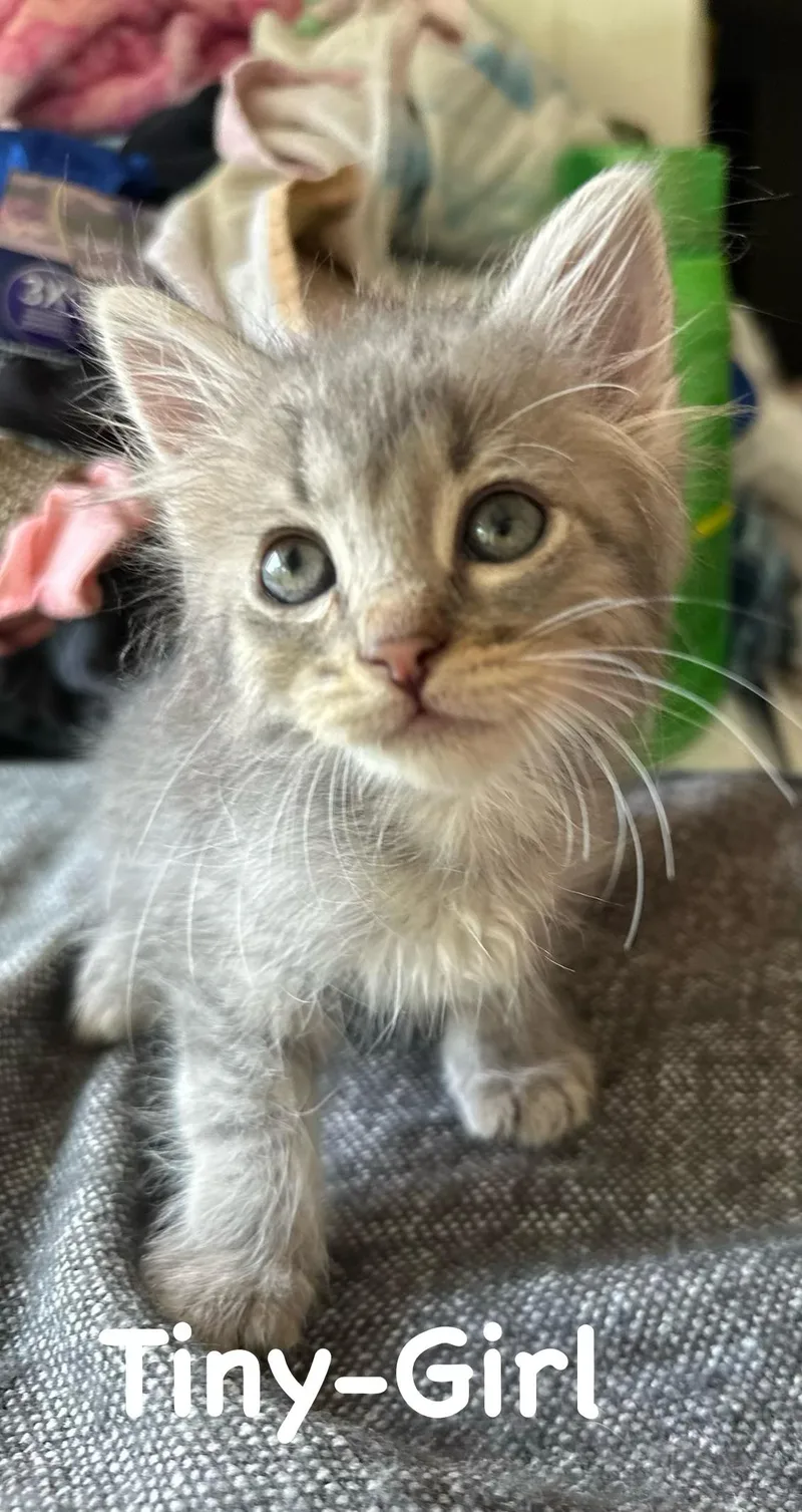 A baby medium-sized female Tabby (Gray / Blue / Silver) Domestic Medium Hair cat named Tiny for adoption in White Lake, MI