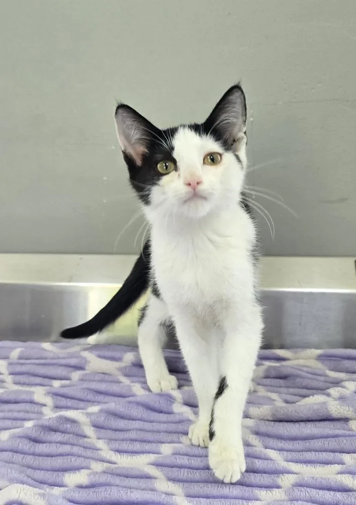 A baby small-sized female Domestic Short Hair cat named Kirby for adoption in Dickson, TN