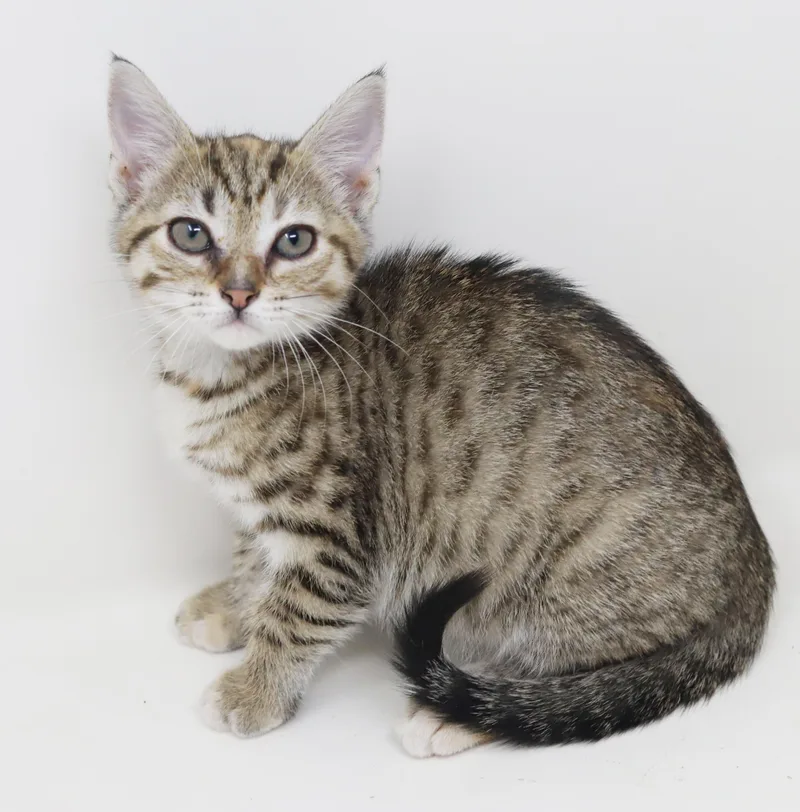 A baby small-sized female Tabby (Brown / Chocolate) Bengal cat named Andarna Is A Living for adoption in Bedford Hills, NY