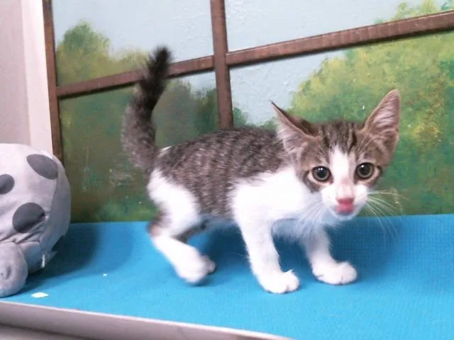 A baby small-sized male Domestic Short Hair cat named Spidey for adoption in Houston, TX