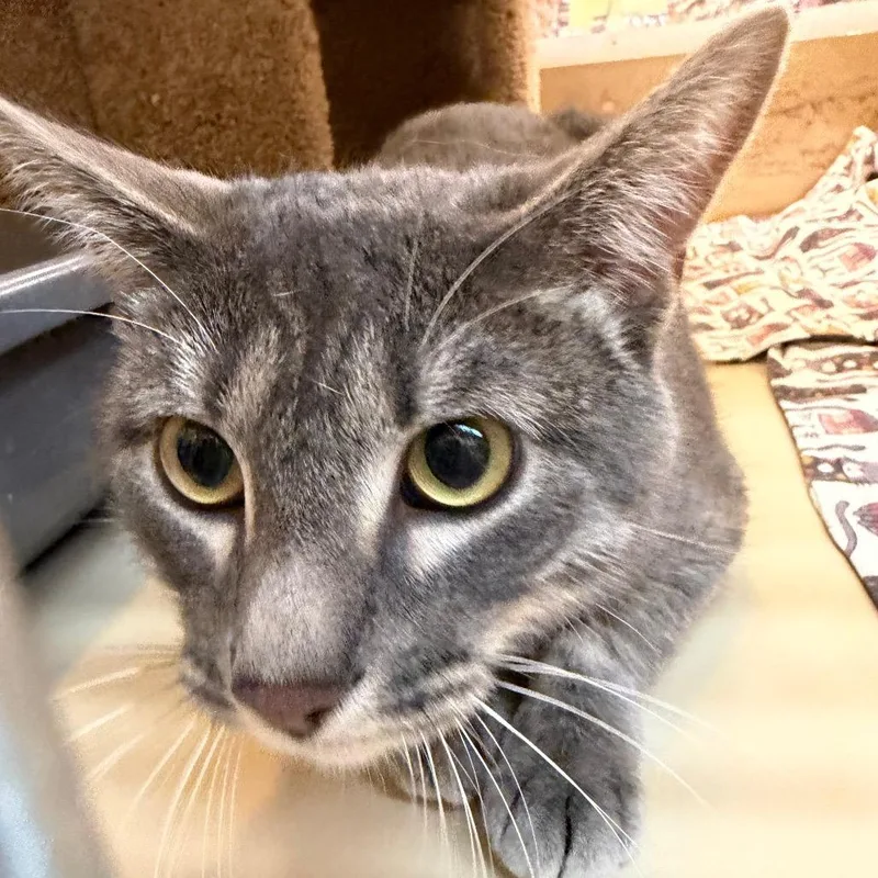 An adult small-sized male Gray / Blue / Silver Domestic Short Hair cat named Smudge Estes for adoption in Eagle Mountain, UT