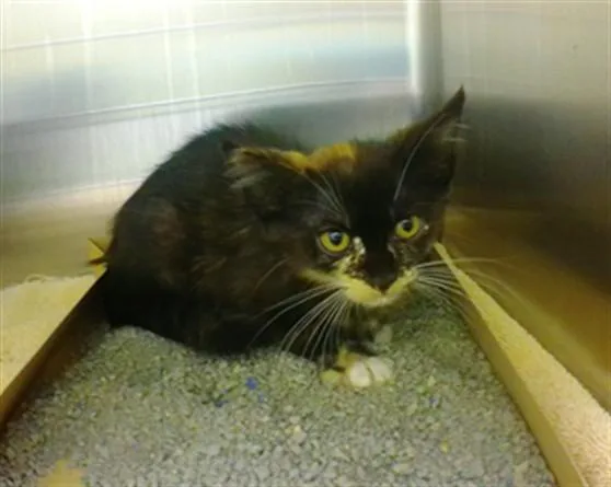A baby small-sized female Domestic Short Hair cat named Petunia for adoption in Omaha, NE