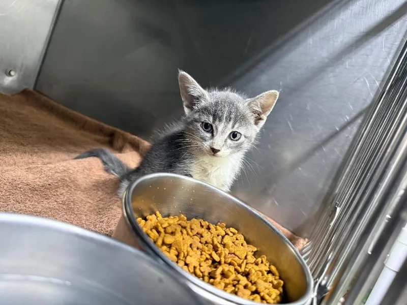 A baby small-sized female Domestic Short Hair cat named Tiny for adoption in Murray, KY