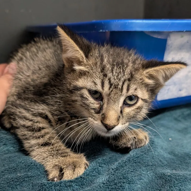 A baby small-sized male Domestic Short Hair cat named Chili for adoption in Independence, KS