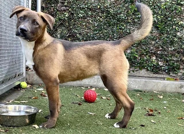 An adult medium-sized female Mixed Breed dog named Cara for adoption in Los Angeles, CA