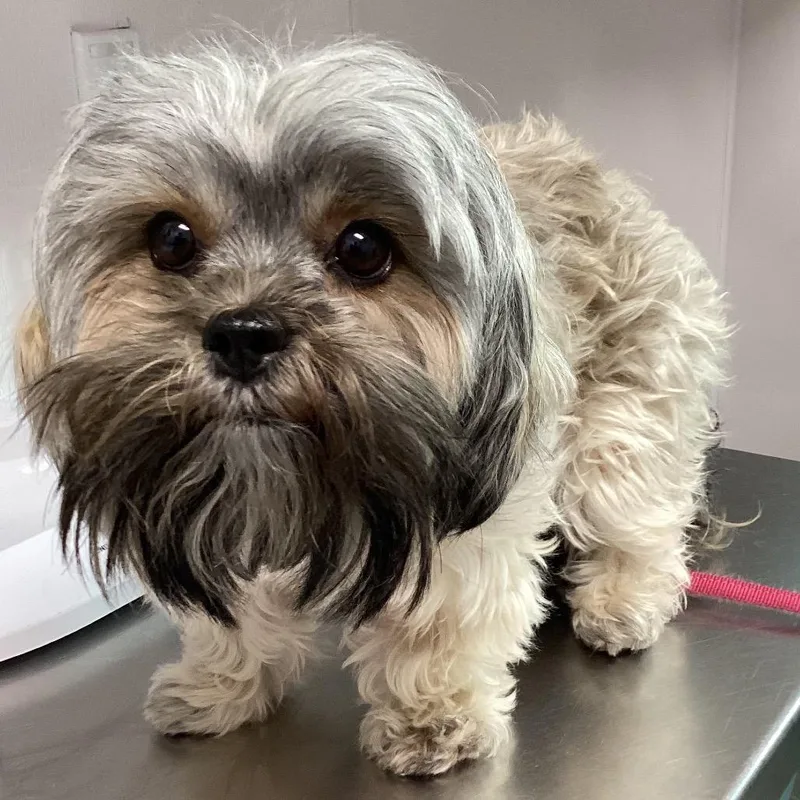 A young small-sized female Shih Tzu dog named Bella for adoption in Tampa, FL