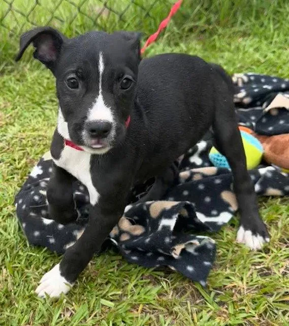 A baby large-sized male Labrador Retriever dog named Crockett for adoption in Tarrytown, GA
