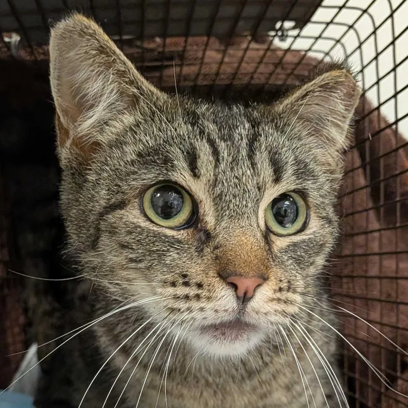 An adult medium-sized female Brown / Chocolate Domestic Short Hair cat named Jetsam for adoption in Redwood City, CA